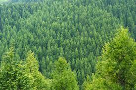 単一樹種による人工林